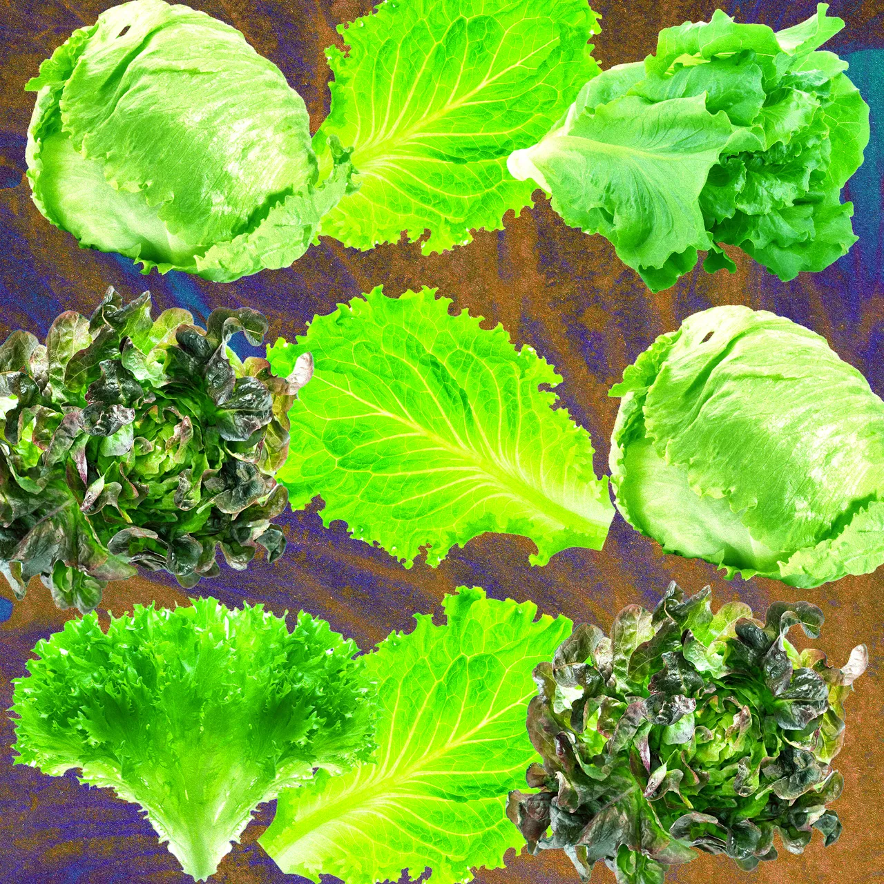 Why Lettuce Is Always Making People Sick
