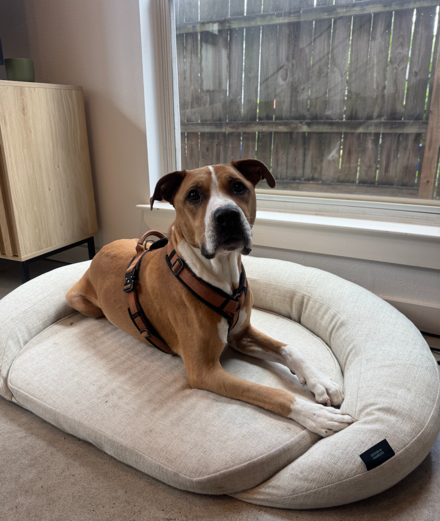 A tan and white dog in a harness lying on an oval dog bed.