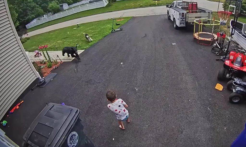 A black bear runs across a front yard while a small child stands in the driveway.