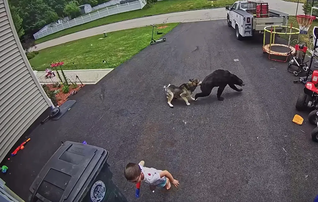A child stands near a dog defending against a bear in a driveway.