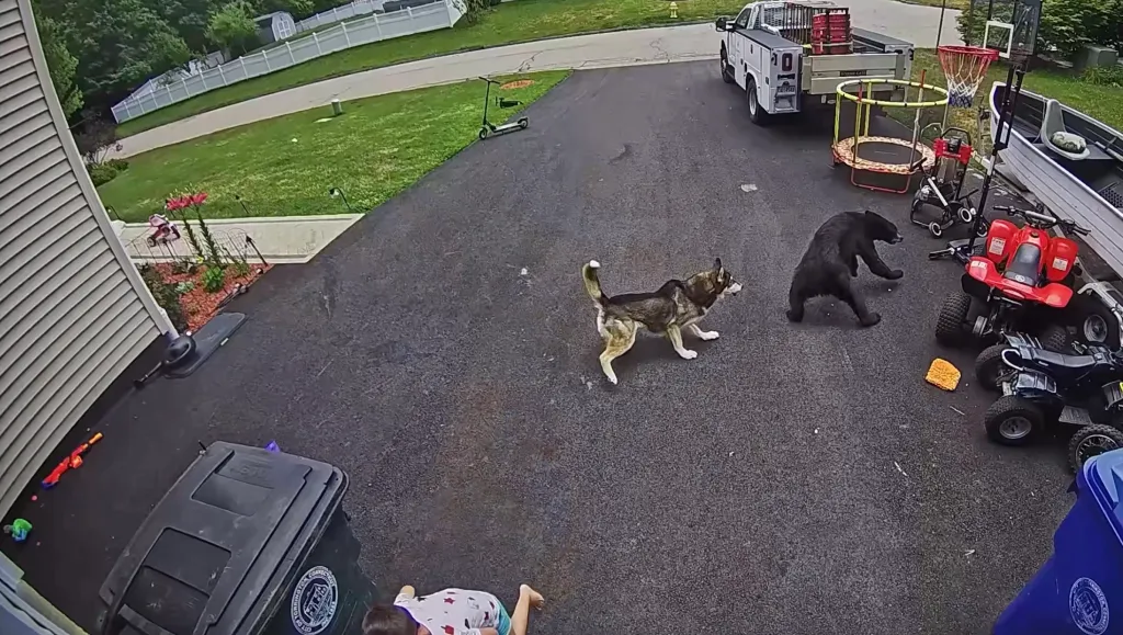 A dog and a bear face each other in a driveway as a child lies on the ground and various vehicles are parked around.