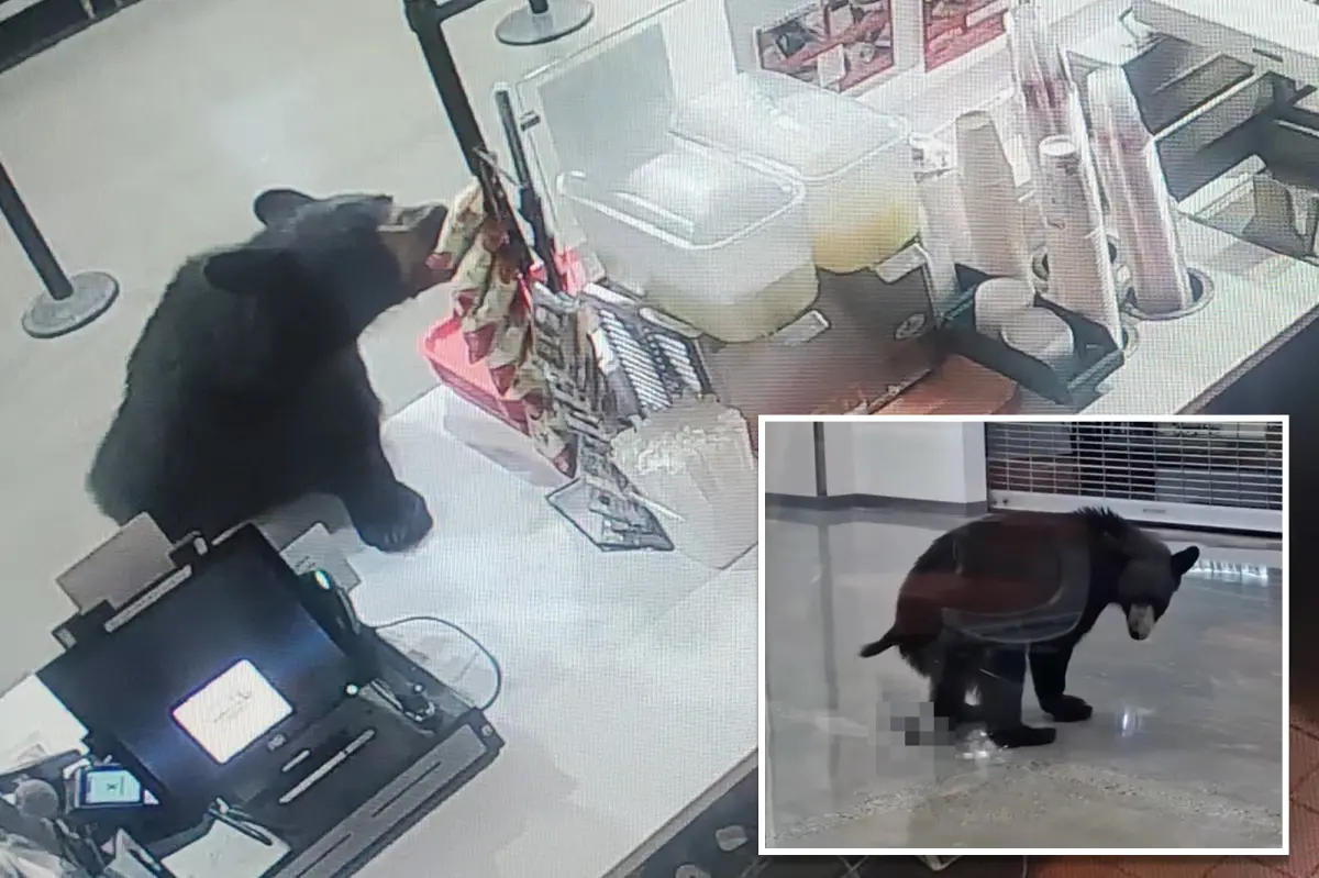 Black bear breaks into Alaskan mall, eats a peach and relieves itself on floor before leaving: video