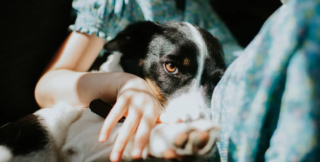 An affectionate dog snuggles into a child's arm, looking coyly at the camera.