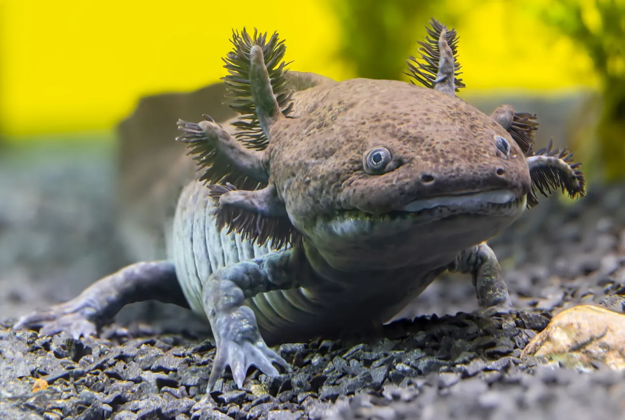 Scientists Have Identified a New Fossil Species of Axolotl in Mexico
