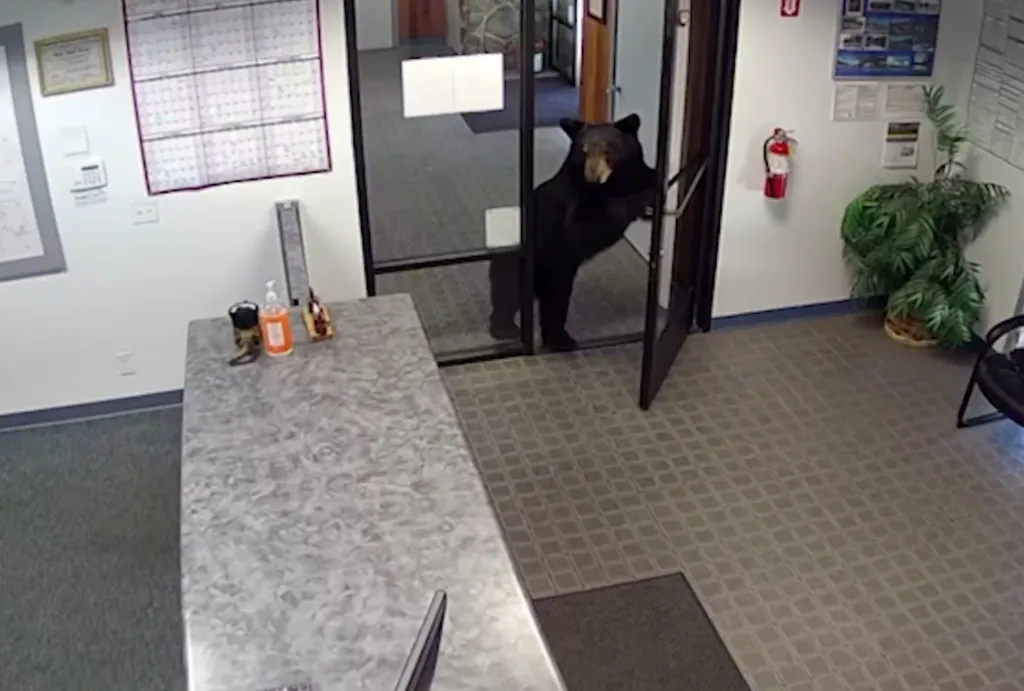 A black bear pushes open the front door as it leaves the Crestline Village Water District office in California on Wednesday.