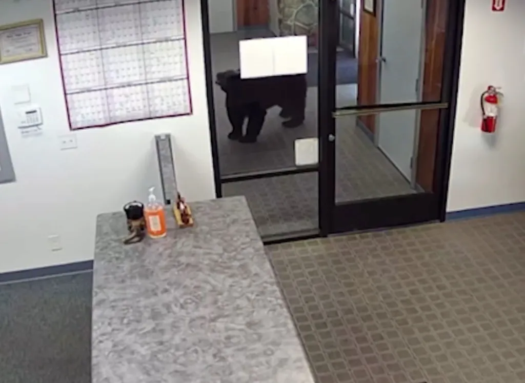 A black bear pushes open an office door before wandering inside.