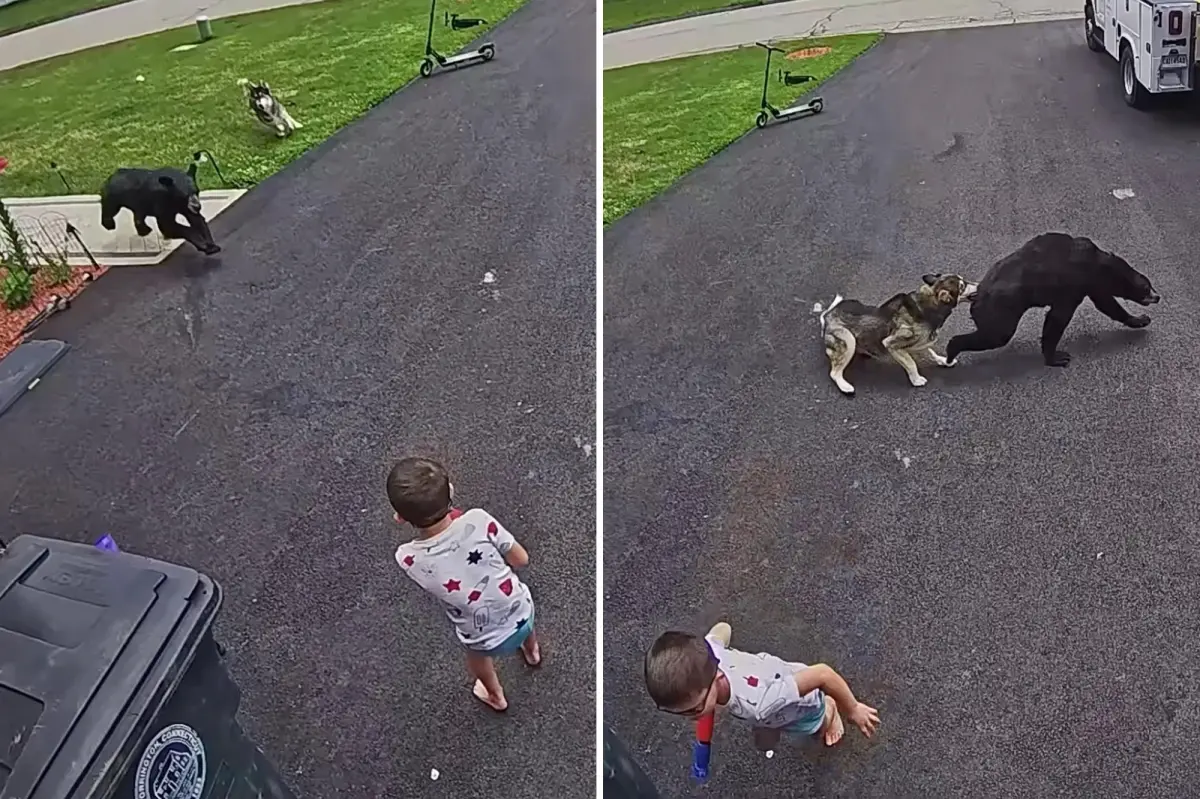 Family’s dog fights off bear that charged 6-year-old boy: video