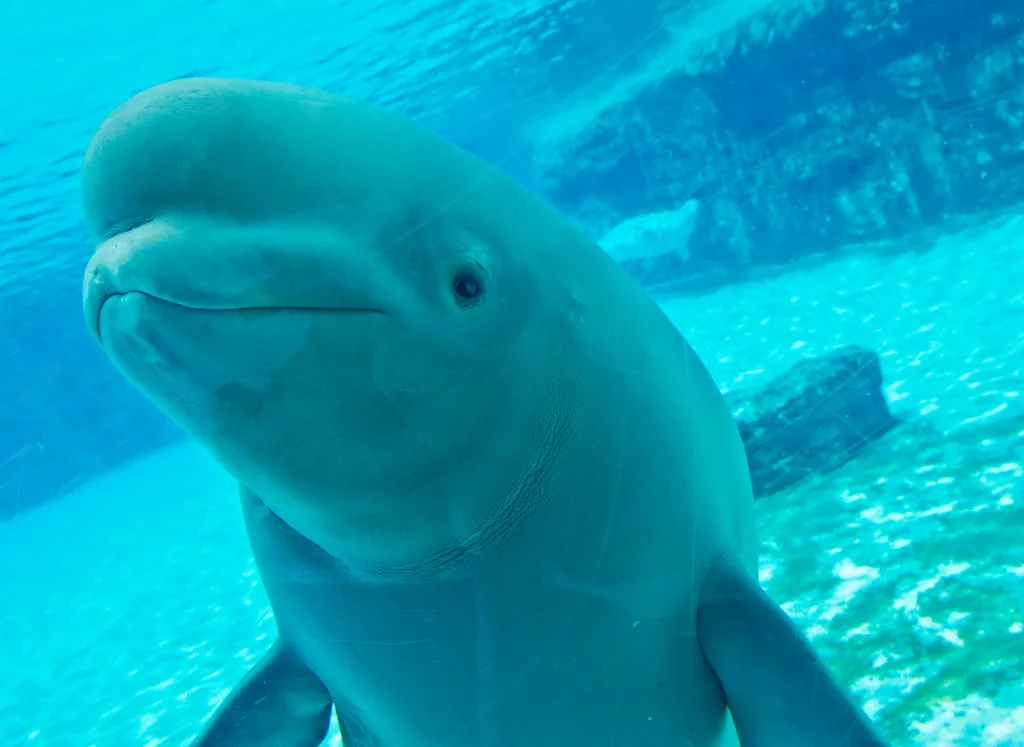 A beluga whale looks through the glass of an underwater viewing area.