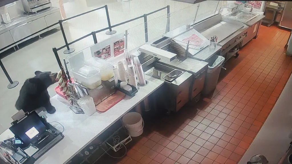 A black bear reaching onto a counter in a food establishment.