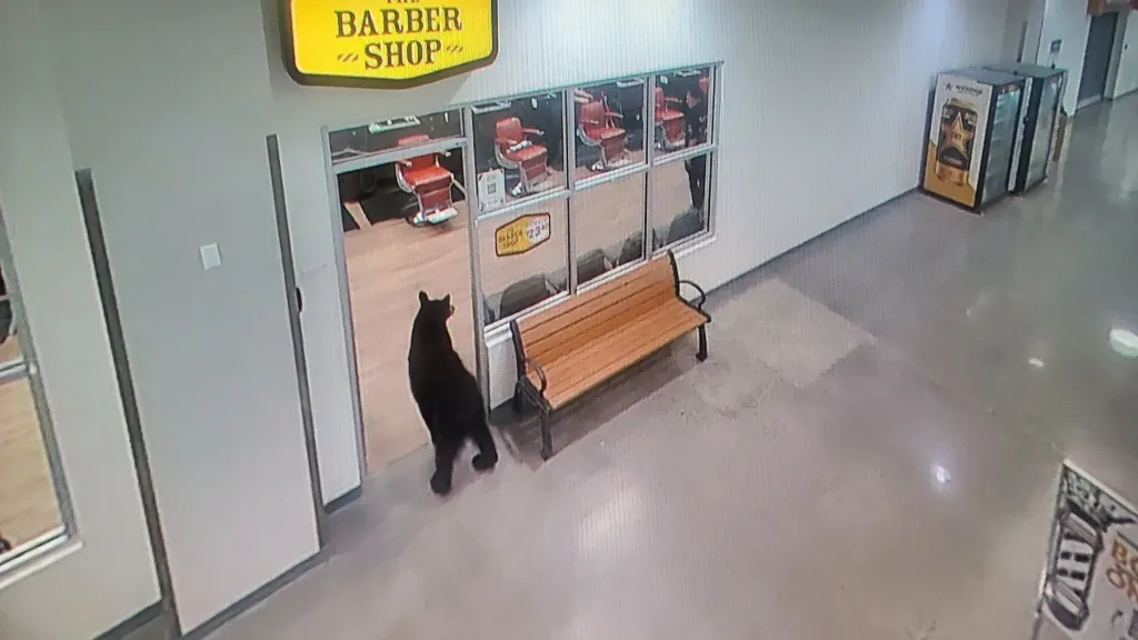 A black bear stands outside the entrance of a barber shop inside a mall.