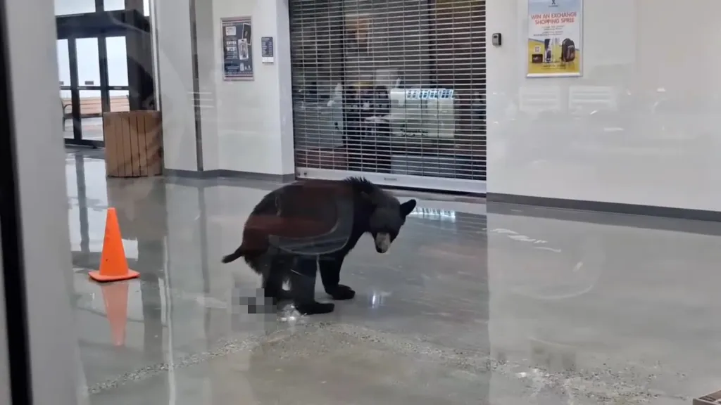 Black bear defecating on the floor of a mall in Alaska.