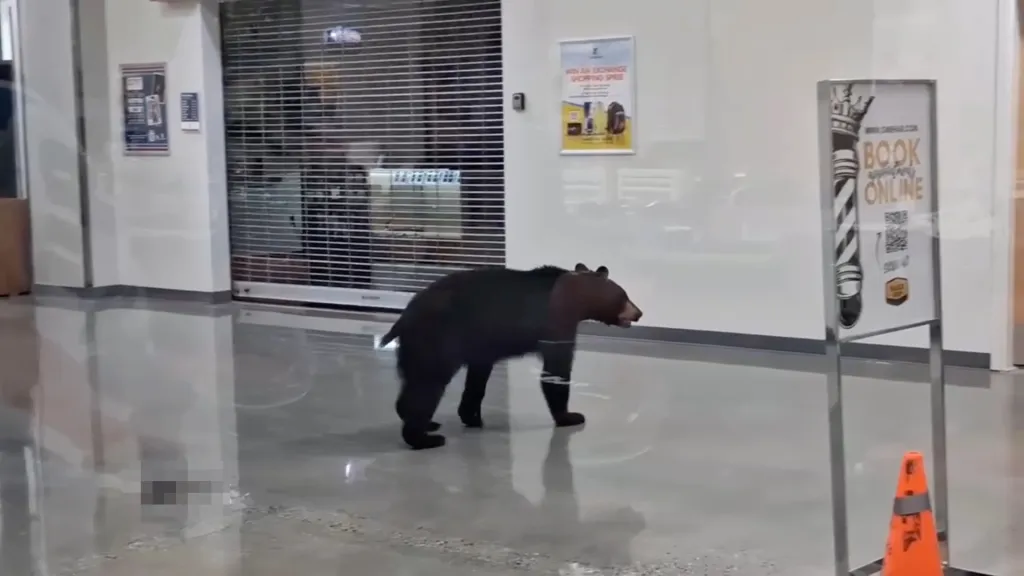 A black bear walks across the shiny floor of a mall, past a closed store and a "Book Online" sign.
