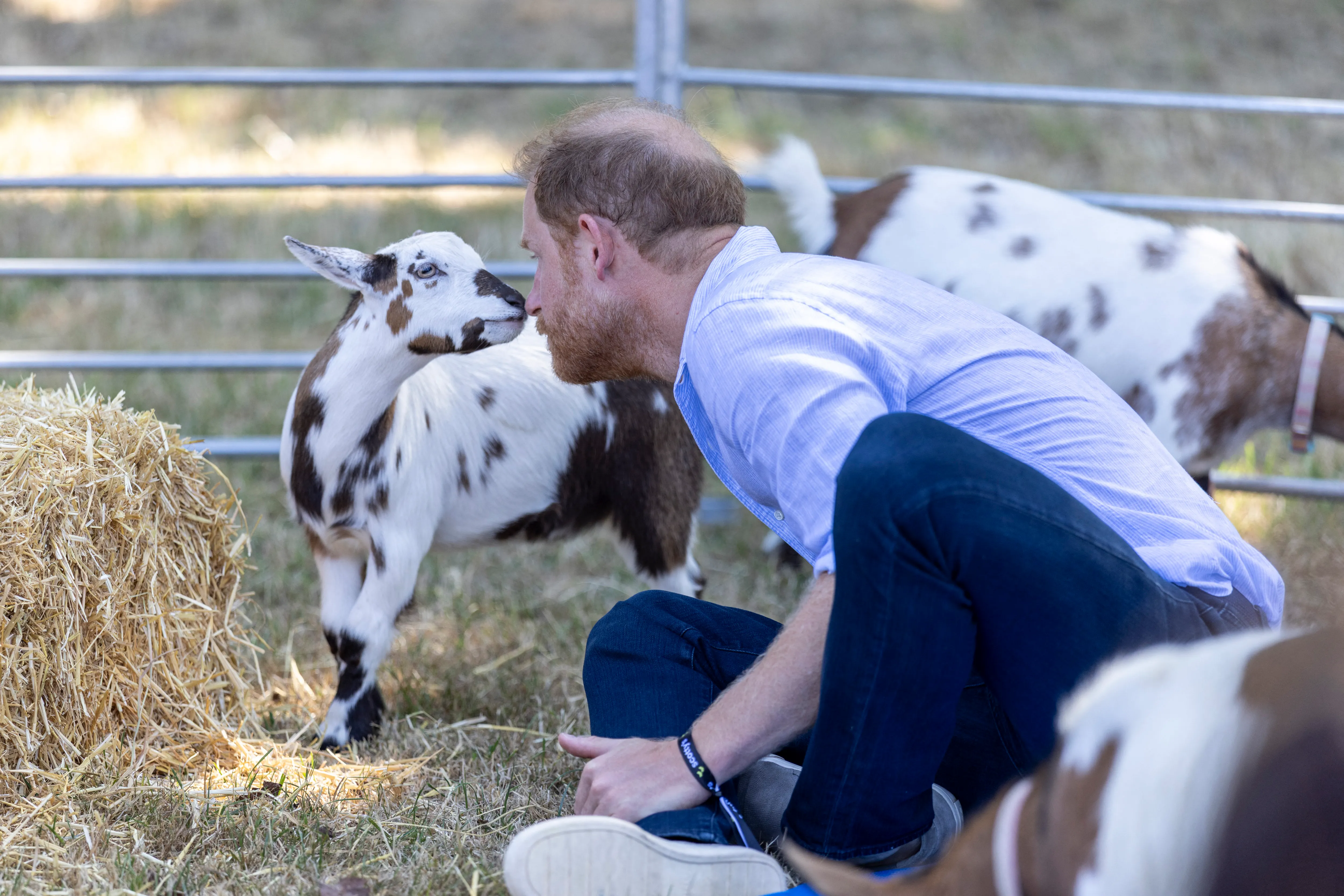 Britain's Prince Harry, Duke of Sussex, reacts as he takes part in a 'Goat Yoga' class as he attends 'Scotty's Summer Festival' at Maxstoke Castle near Birmingham