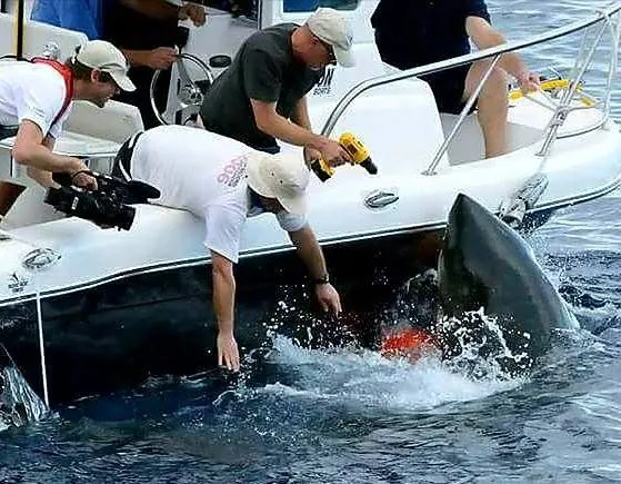 People on a boat tagging a great white shark.
