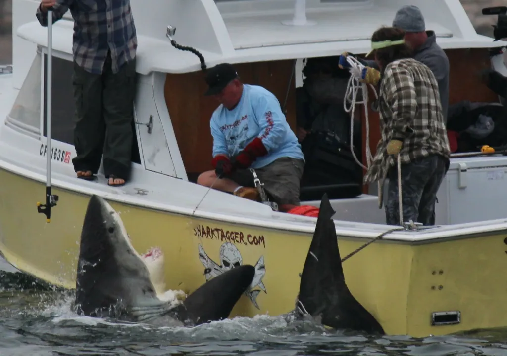 A great white shark next to a boat with three people on board.