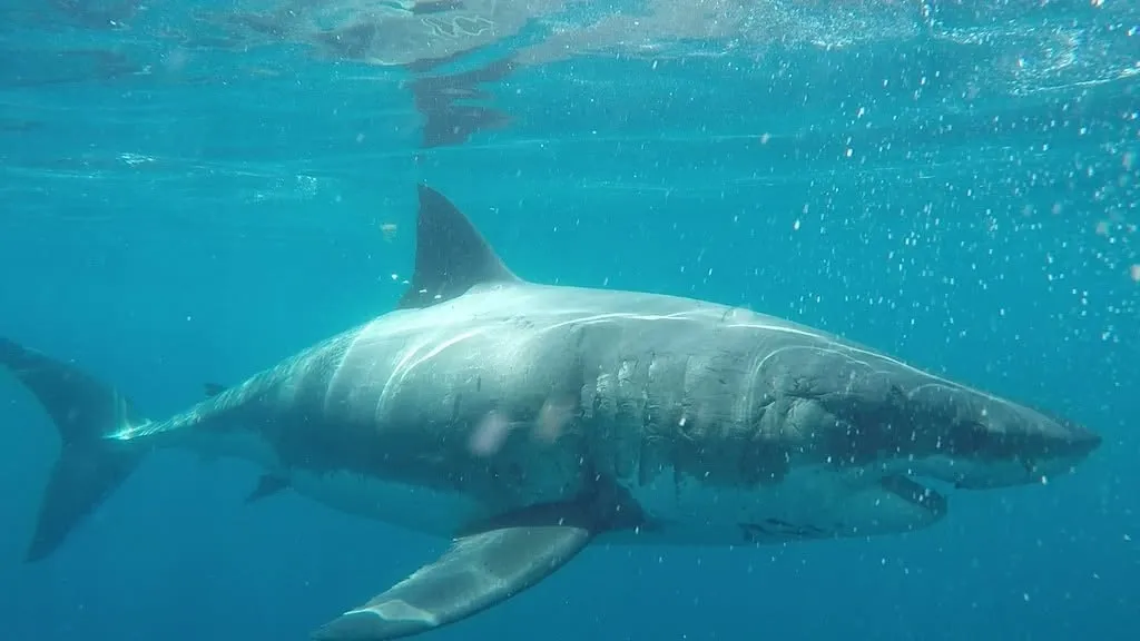 Underwater view of a great white shark swimming in blue water.