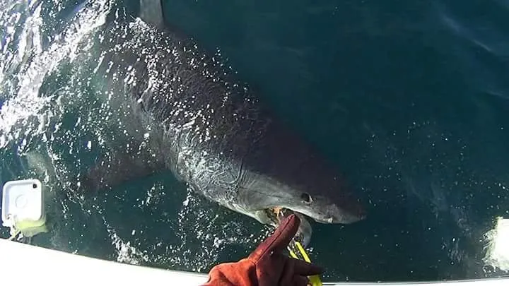 A great white shark bites a yellow buoy next to a boat with a gloved hand visible.