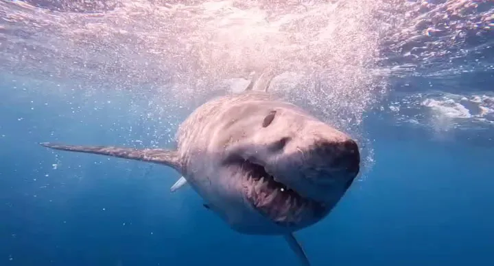 A great white shark swims close to the surface, its mouth slightly open showing rows of teeth.
