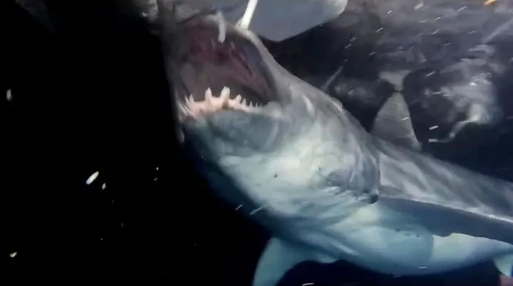 A great white shark with its mouth open, revealing rows of sharp teeth.