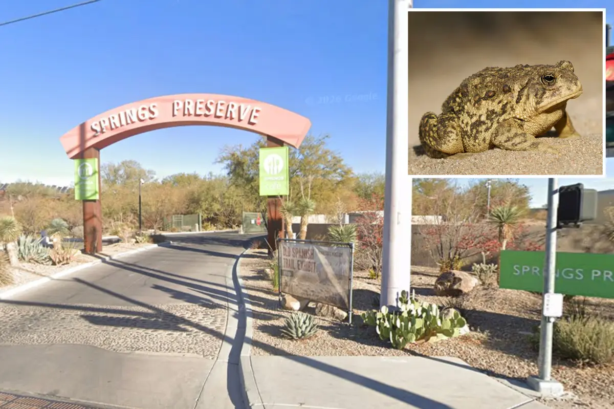 Rare toad returns to Las Vegas spring for first time in almost 65 years — and he’s looking for love