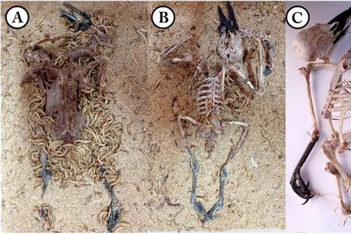 Flesh-eating superworms could be used to clean skeletons for museum displays