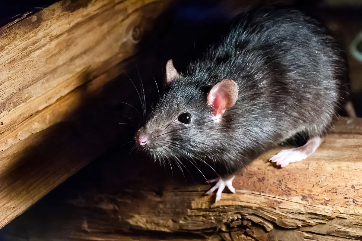 Wild rat in New Mexico tests positive for the plague after 4 confirmed cases in dogs