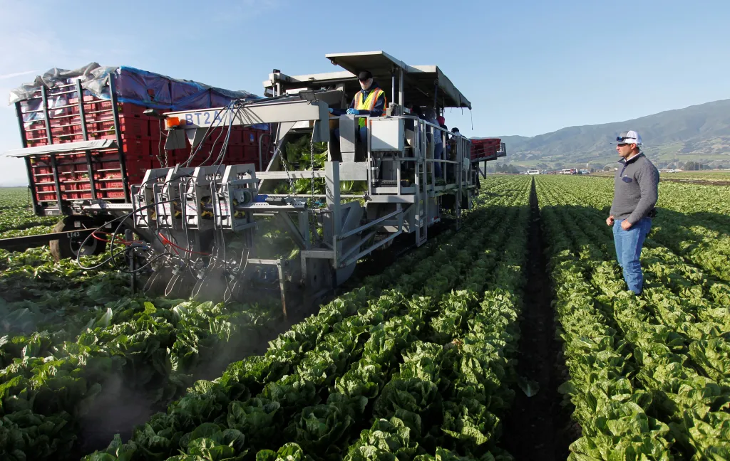 Director of Automated Harvest Equipment at Taylor Farms Chris Rotticci watches as a water jet harvester works rows of romaine lettuce near Soledad, California