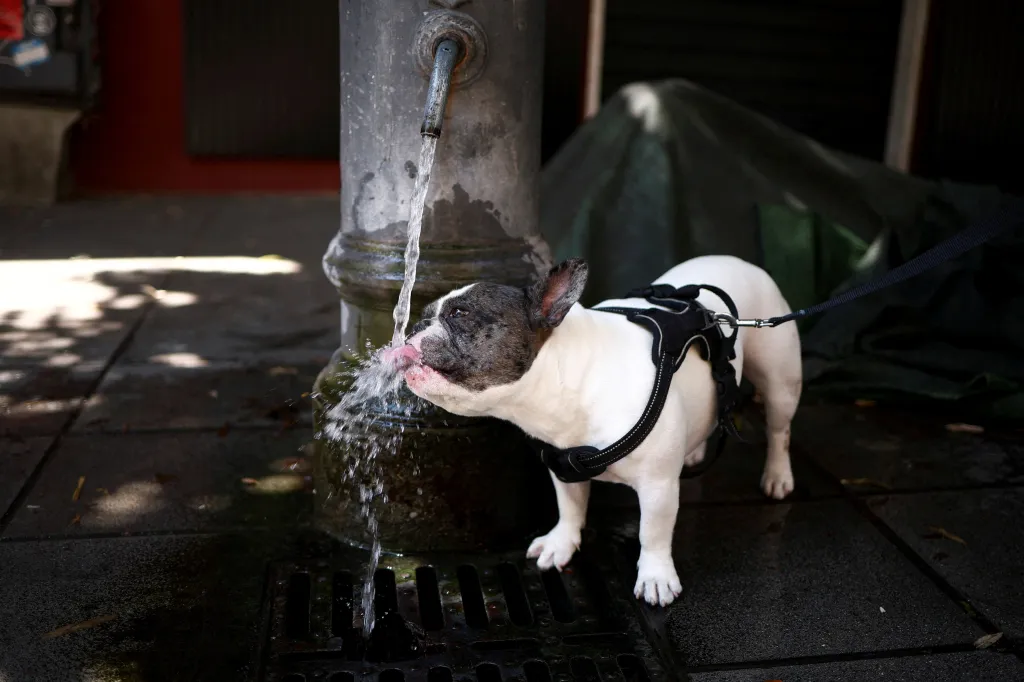 A dog drinking water from a public fountain during a heatwave in Rome.