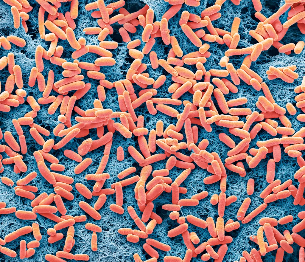 Coloured scanning electron micrograph of rod-shaped E. coli bacteria (red) on a blue mesh.