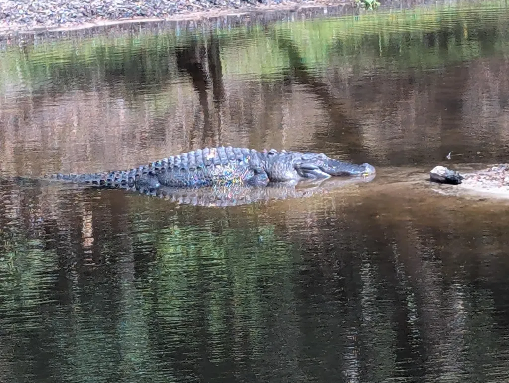Alligator in the Econlockhatchee River.
