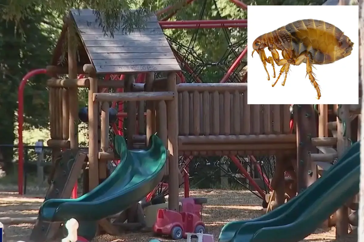 Elite California enclave battles ‘significant flea infestation’ after epic miscalculation
