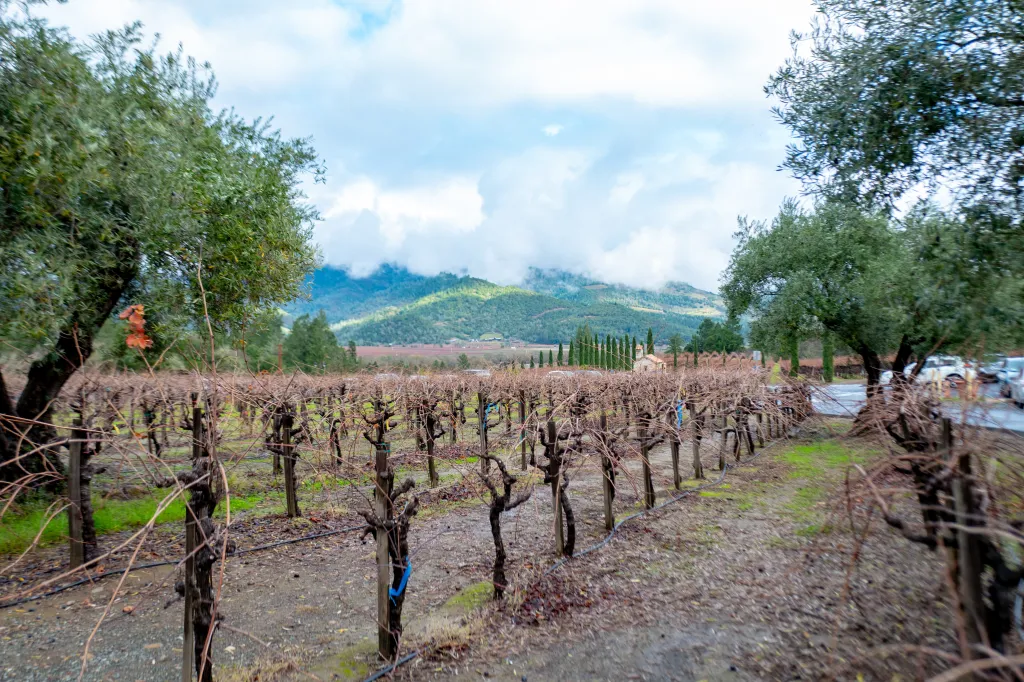 Grapevines in a vineyard with mountains and clouds in the background.