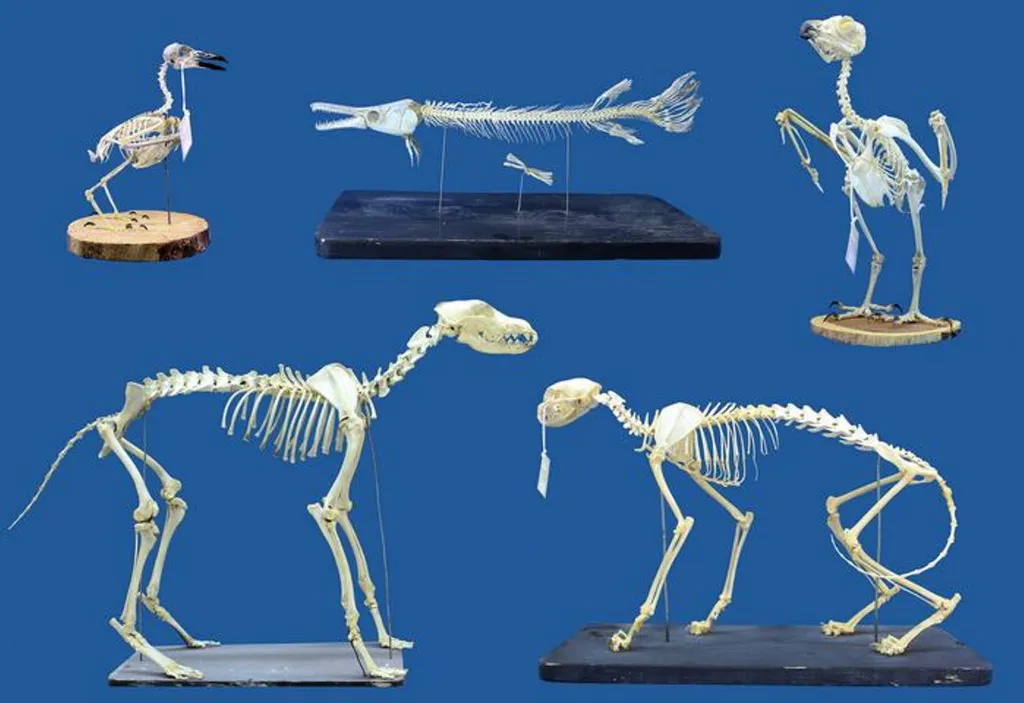 Collage of five cleaned skeletal specimens, including a rook, alligator gar, Eurasian eagle owl, gray wolf, and wild cat.