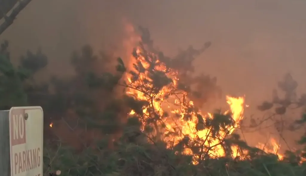 Wildfire burning trees with a "No Parking" sign partially visible.