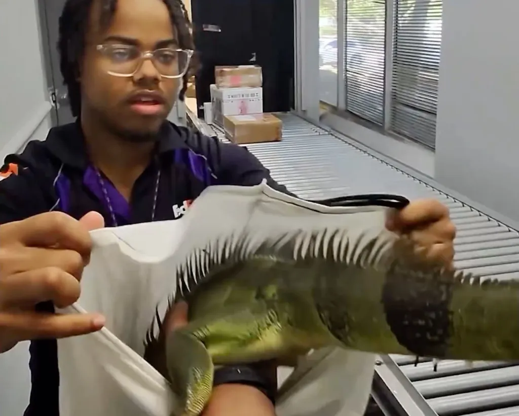 A FedEx employee holds a large green iguana in a white bag at a FedEx store.