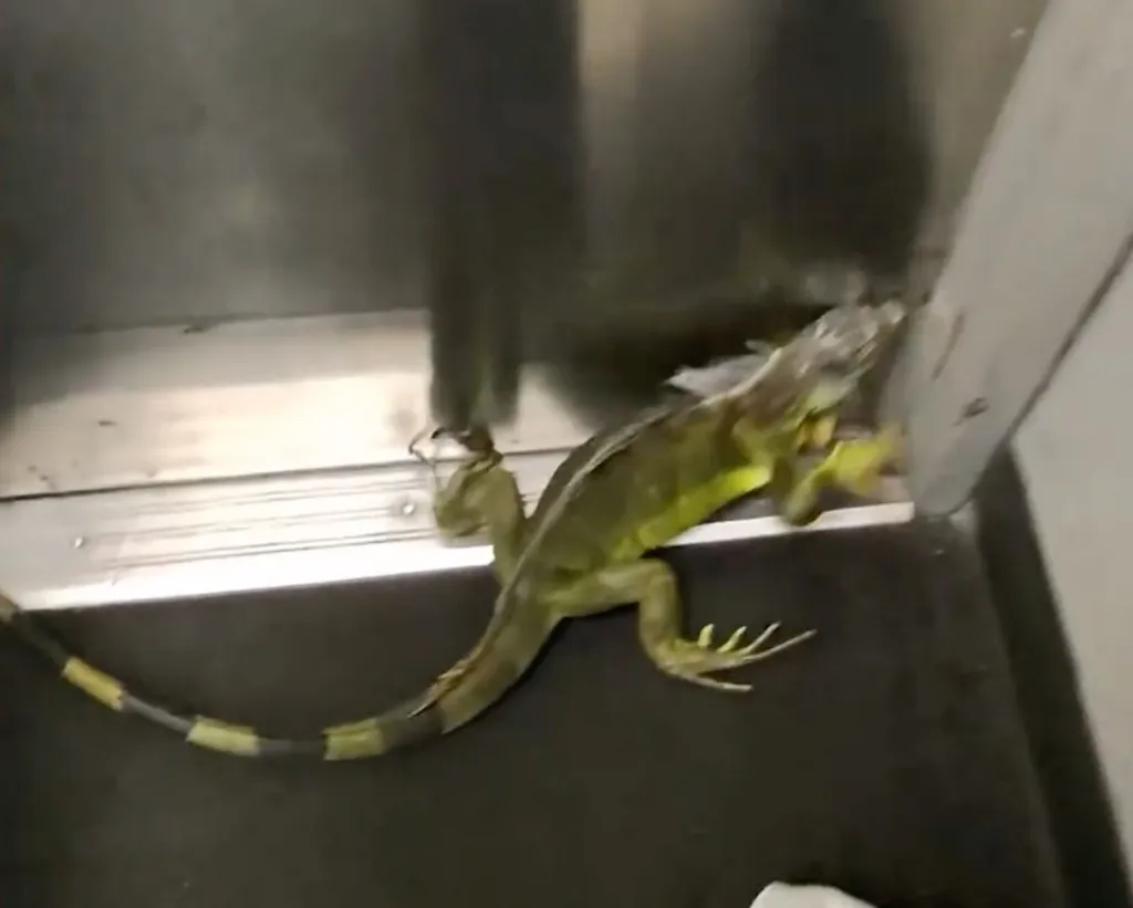 Green iguana with a striped tail looking over the edge of a box at a FedEx store.