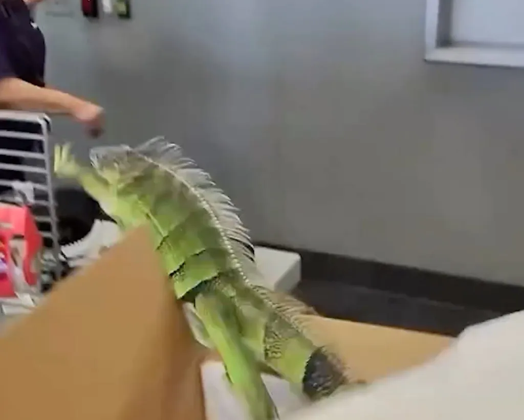 A green iguana leaps from a cardboard box in a store, as a person's arm can be seen reaching out.