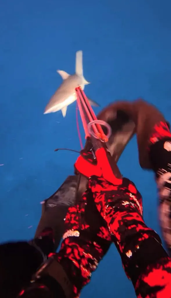POV of a diver in red and black camouflage wetsuit holding a speargun, while a gray reef shark lunges towards them.