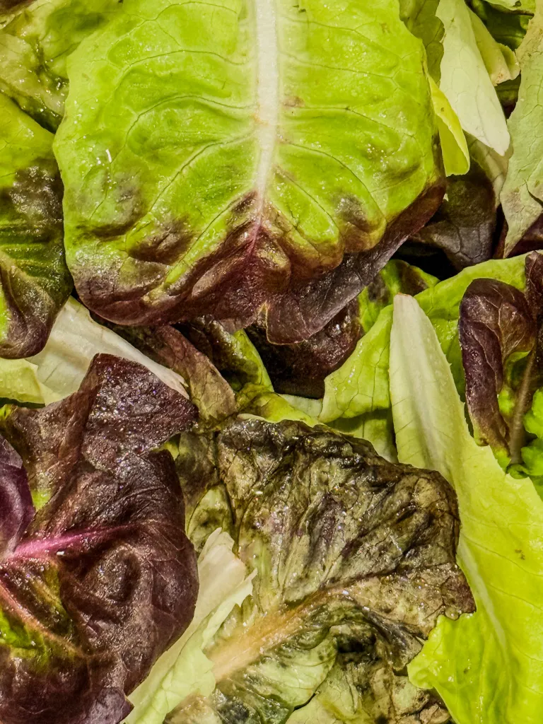 Close-up of green and red lettuce leaves.