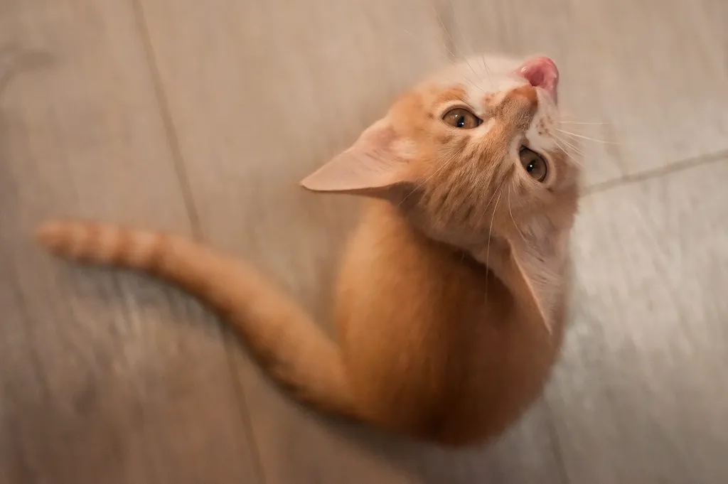 Orange cat with white fur looking up, with its tongue slightly out.
