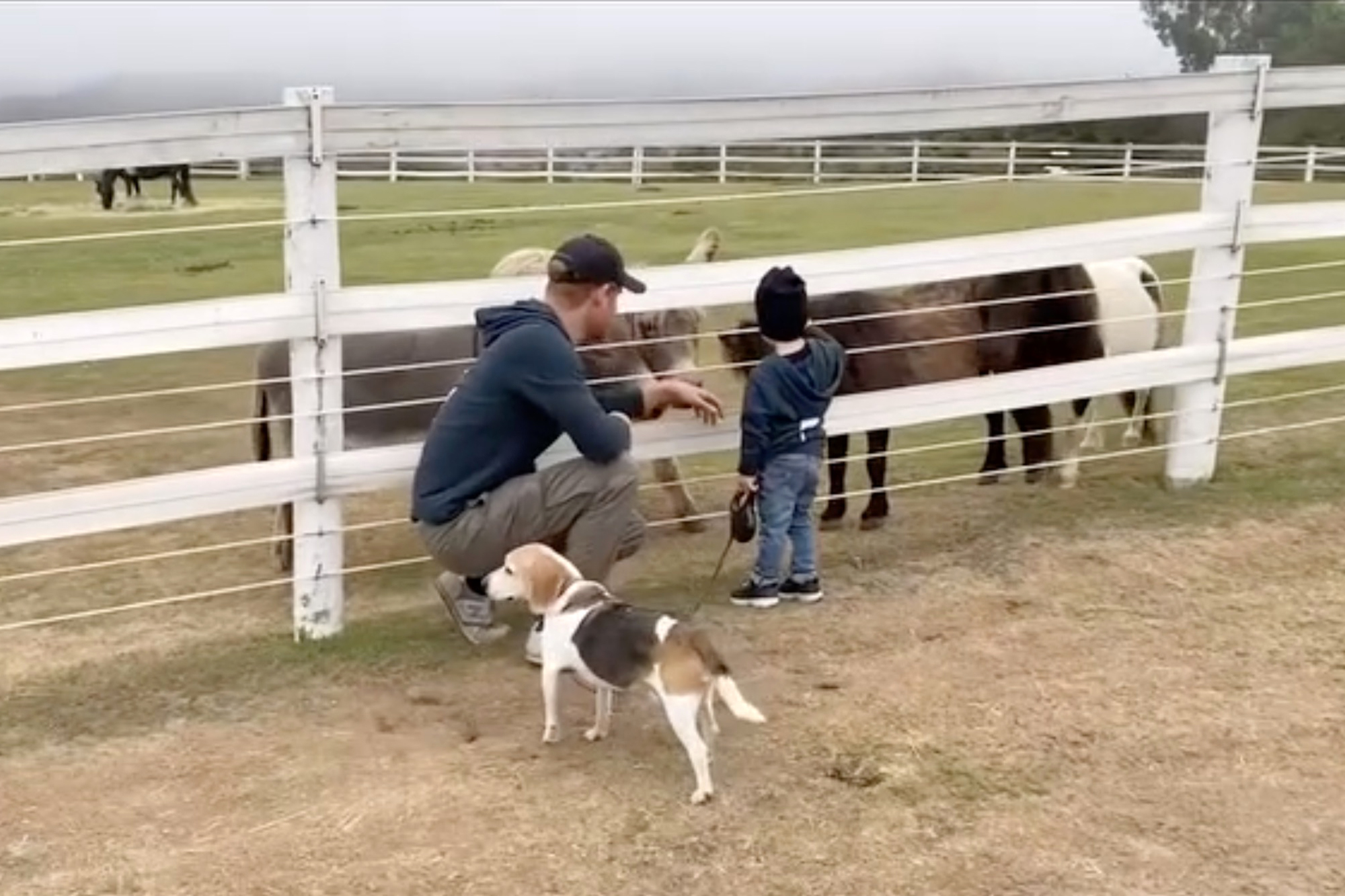 A man and a child interact with two donkeys at a white fence, while a beagle dog stands nearby.