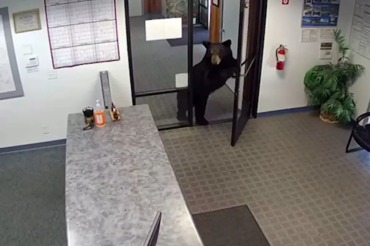Black bear caught on video wandering into California water district office after pushing open front door