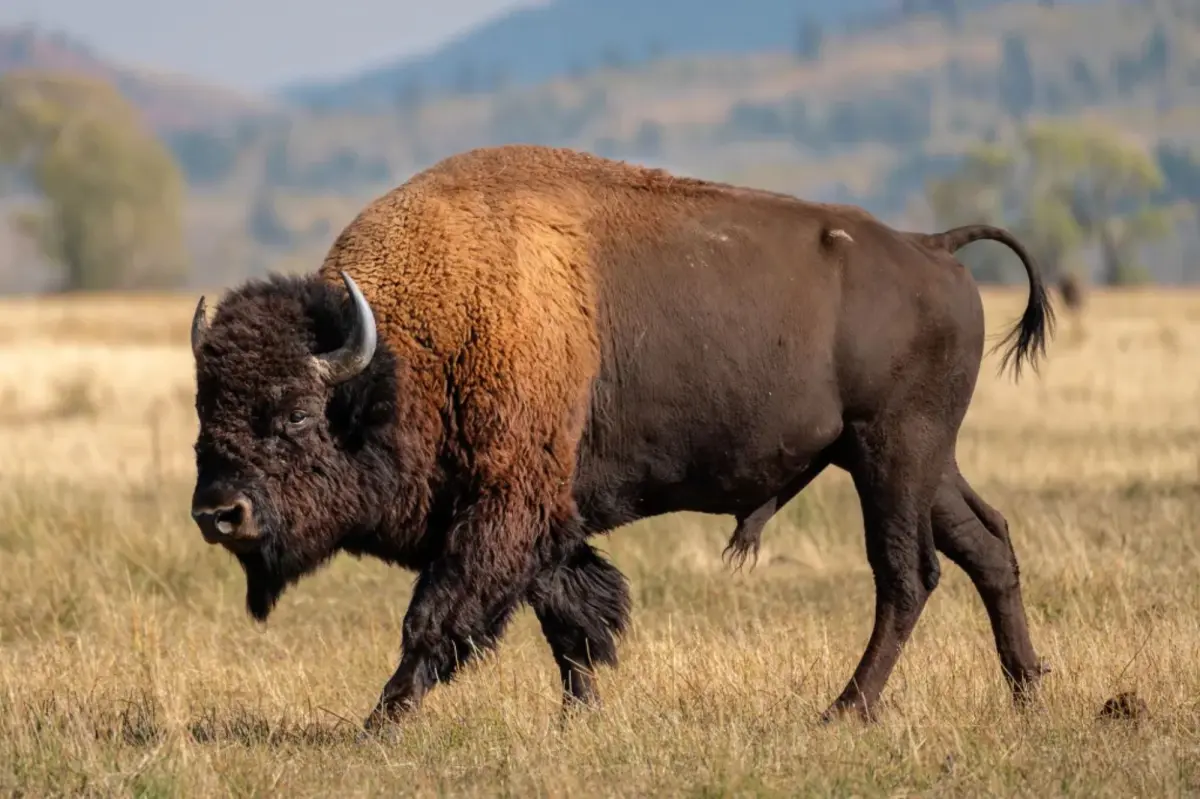 Massive bull bison tosses Yellowstone tourist into the air like a ragdoll in shocking attack