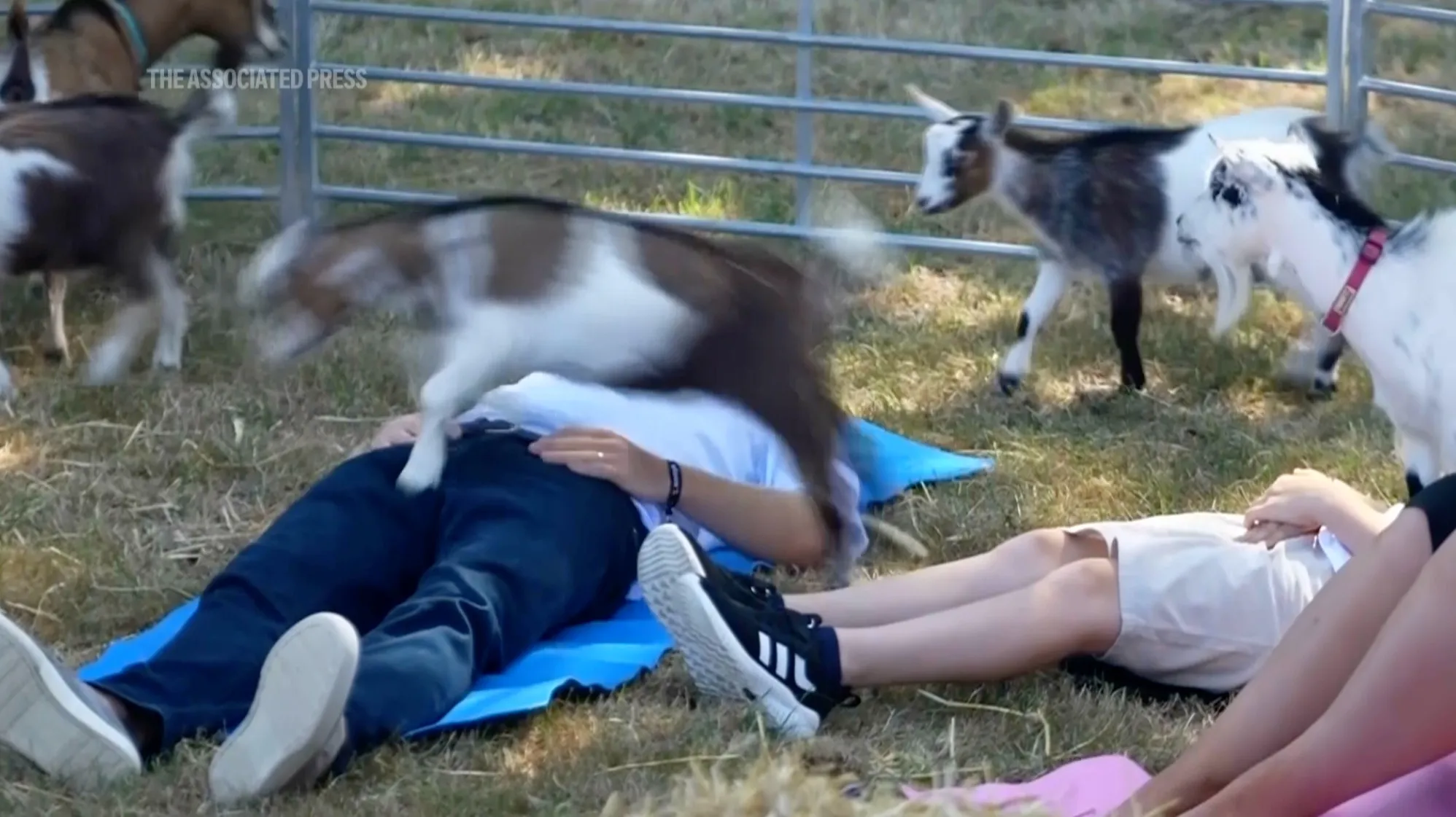 Prince Harry having a goat jump on his back during goat yoga.
