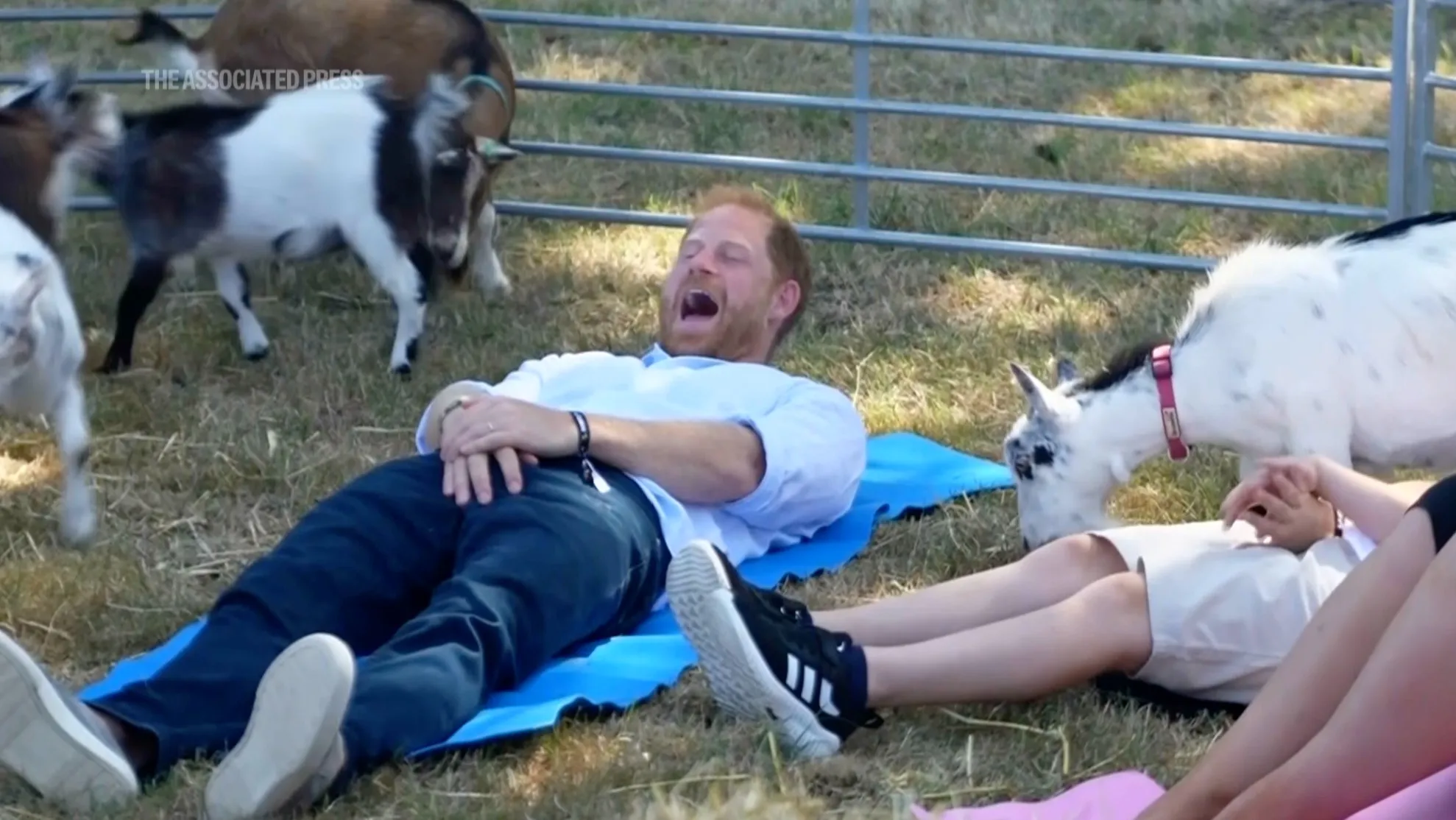 Prince Harry lying on a blue mat on the grass, surrounded by several goats, with one goat jumping onto his midsection.