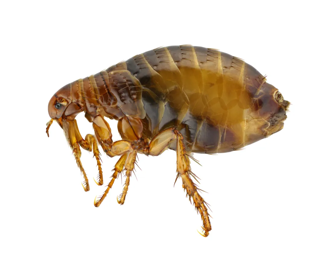 A human flea (Pulex irritans) on a white background.