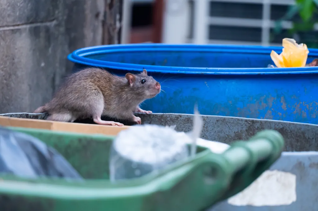 A rat standing on the edge of a green and blue trash bin.