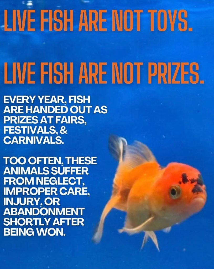 A goldfish swims in blue water with text stating "Live Fish Are Not Toys. Live Fish Are Not Prizes."