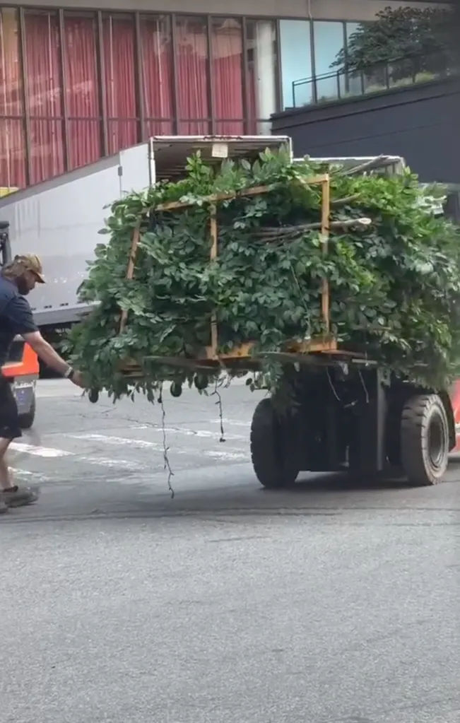 A man in a baseball cap helps guide a large, leafy green decoration being transported by a forklift in a parking lot.