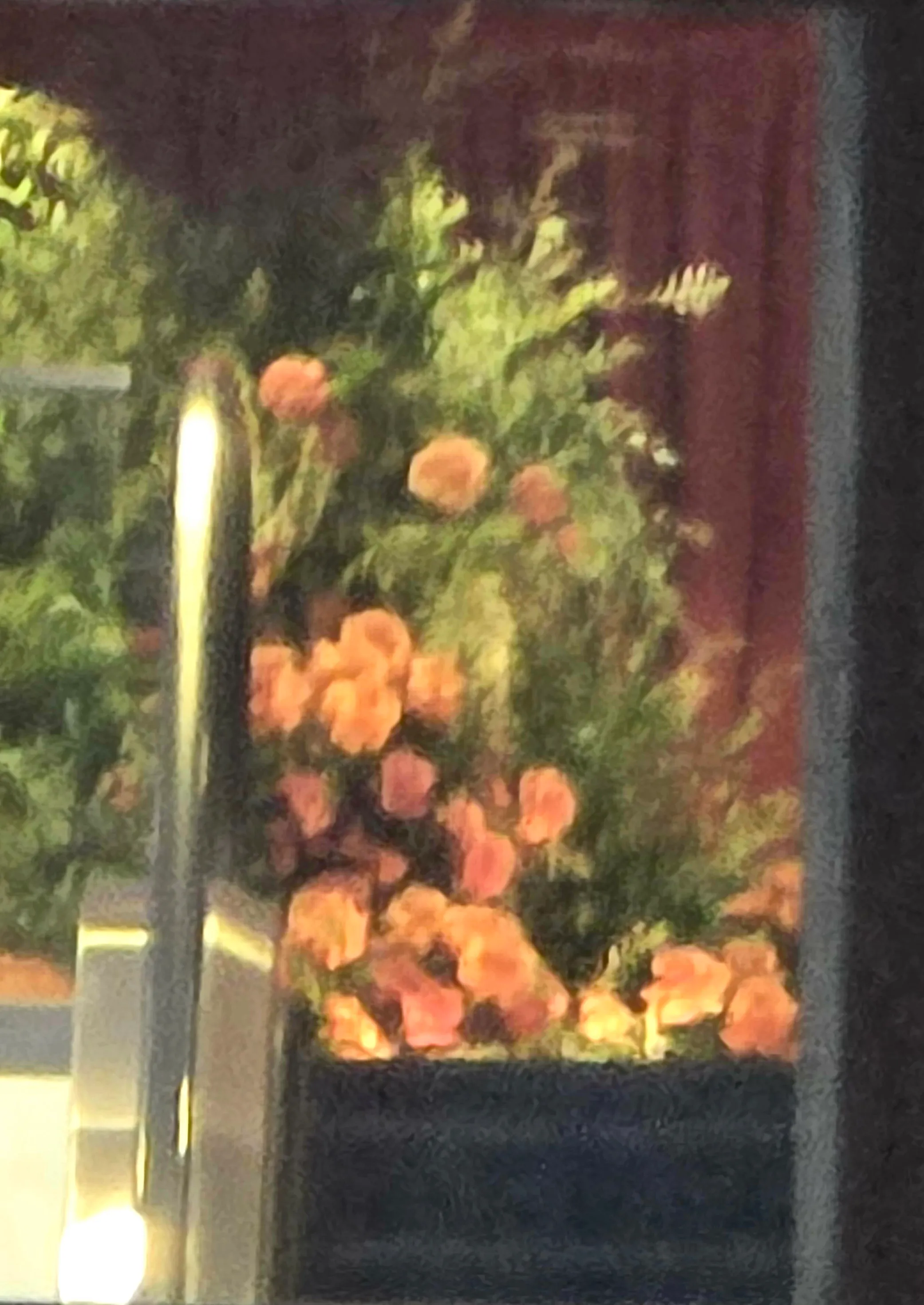 Orange flowers in front of greenery.